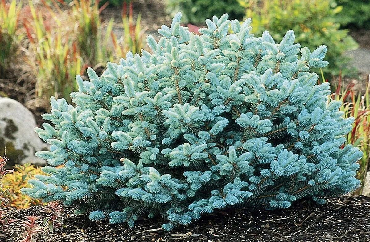 Голубые хвойные. Ель колючая (Picea pungens glauca globosa). Ель колючая Глаука (р9). Ель Глаука Перфекта. Ель голубая Глобоза.