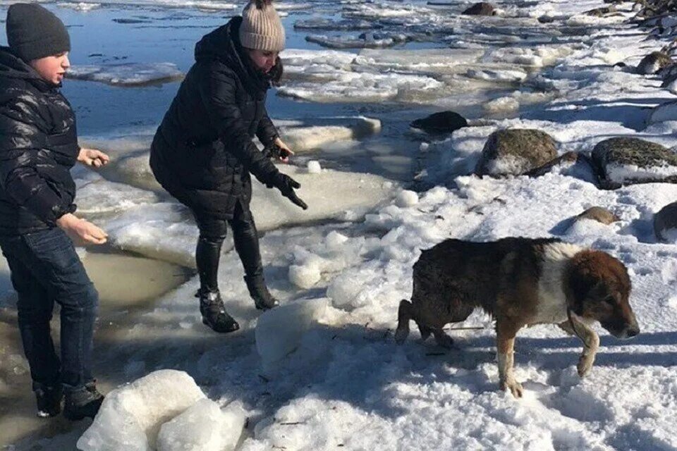 Кот спасает собаку. Спас собаку из ледяной воды. бездомные собаки петергоф. мальчик спас собаку из воды.