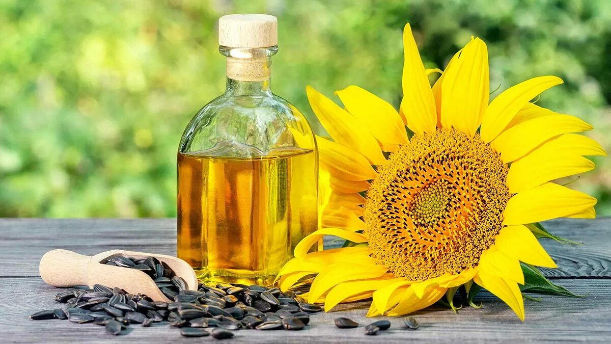 Helianthus annuus (Sunflower) Seed Oil. Масло Золотая семечка подсолн. Подсолнухи маслом. Подсолнечное масло и подсолнух. Подсолнечное масло на тело