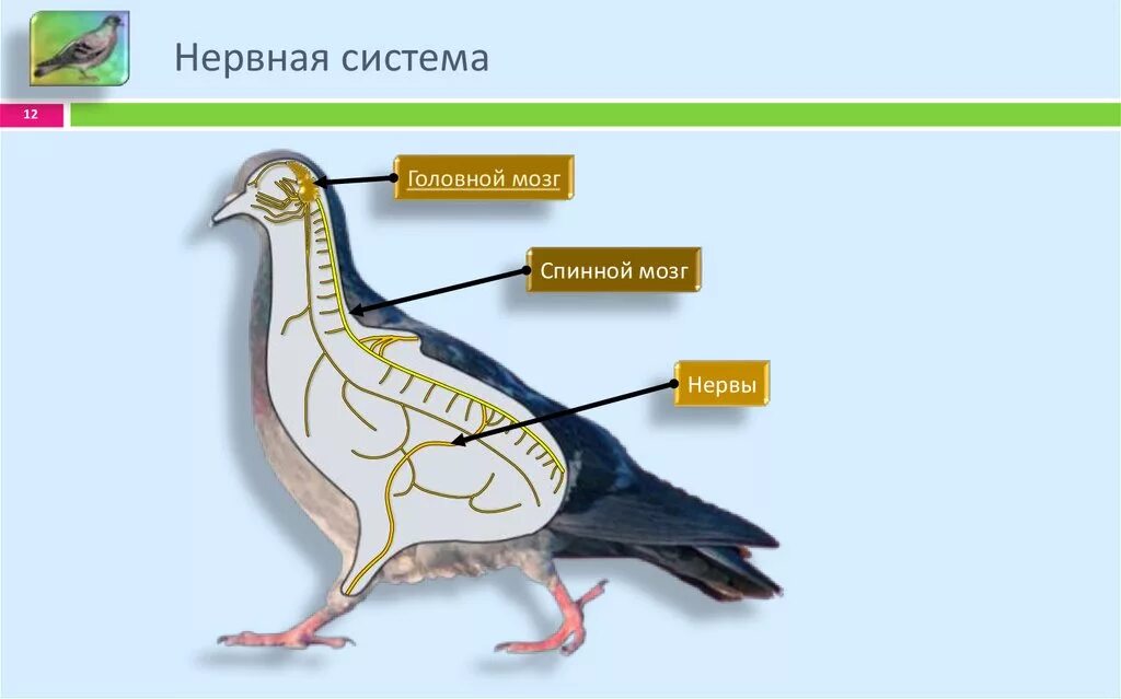 Нервная система птиц схема 7 класс. Нервная система птиц схема. Строение нервной системы птиц. Нервная система птиц 7 класс биология.