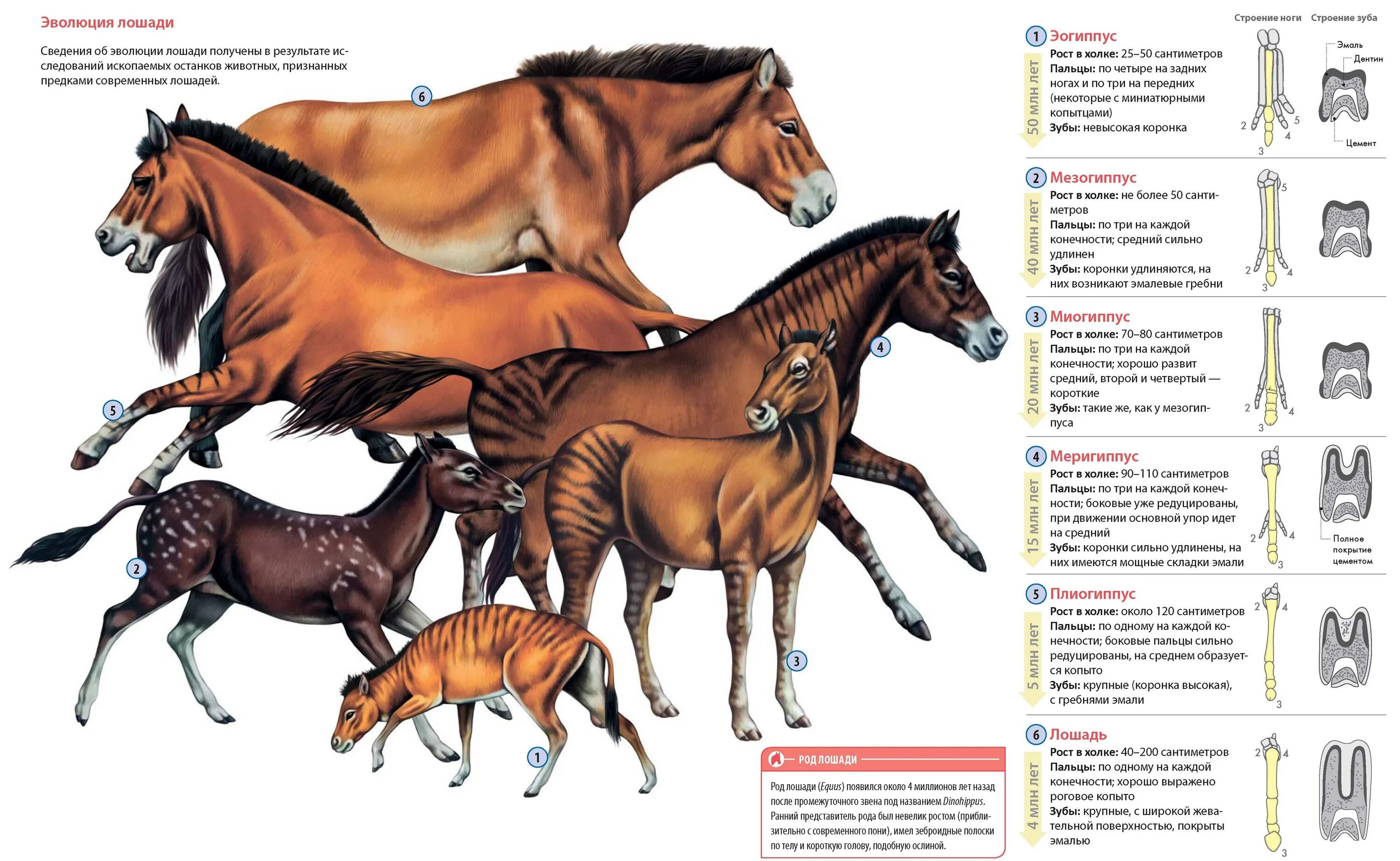 Эволюция лошади от Эогиппуса. Эксмо лошади. Самая полная иллюстрированная энциклопедия.