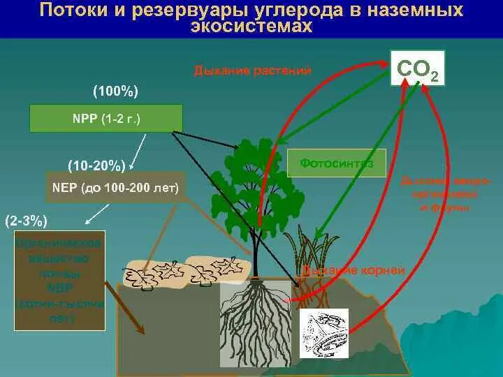 Каким путем связанный углерод возвращается в атмосферу. Биологический круговорот углерода. Круговорот углерода в почве. Составить схему круговорота углерода. Круговорот углерода в природе схема.