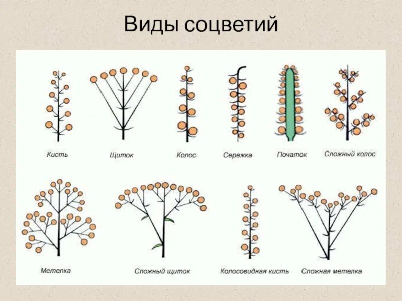На рисунке изображены облепиха и дуб. Соцветия покрытосеменных растений. Соцветие кистевидная корзинка. Соцветие полузонтик. Схемы типов соцветий покрытосеменных растений.
