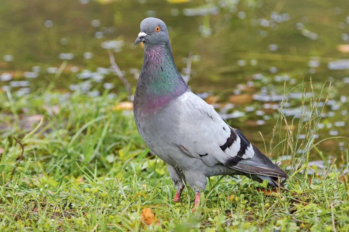 Columba Livia. Птица Columba Livia. Сизый голубь. Сизый голубь голуби.