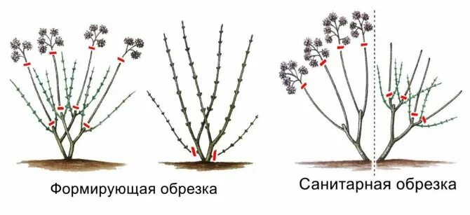 Как правильно обрезать древовидную. Схема обрезки метельчатой гортензии. Обрезка метельчатой гортензии весной. Обрезка метельчатой гортензии весной схема. Обрезка гортензии метельчатой.