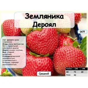 Клубника дероял отзывы