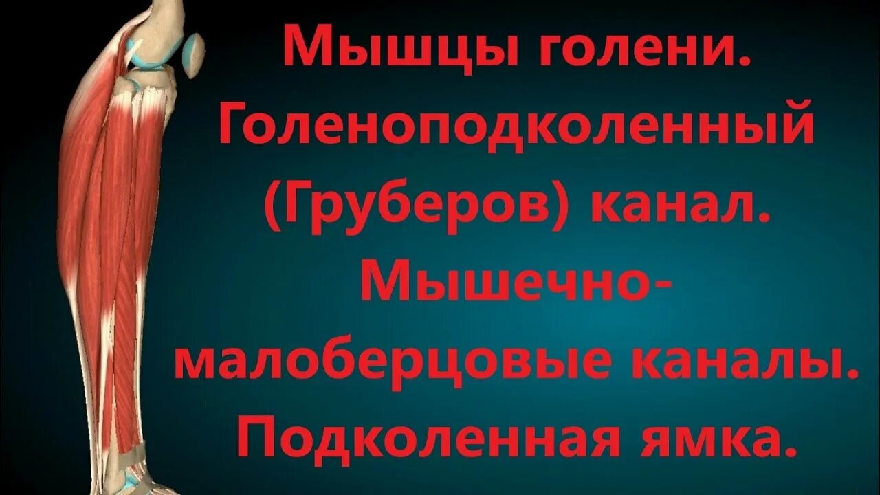 Голеноподколенный канал Грубера. Каналы мышц. Каналы голени. Нижний мышечно малоберцовый канал.