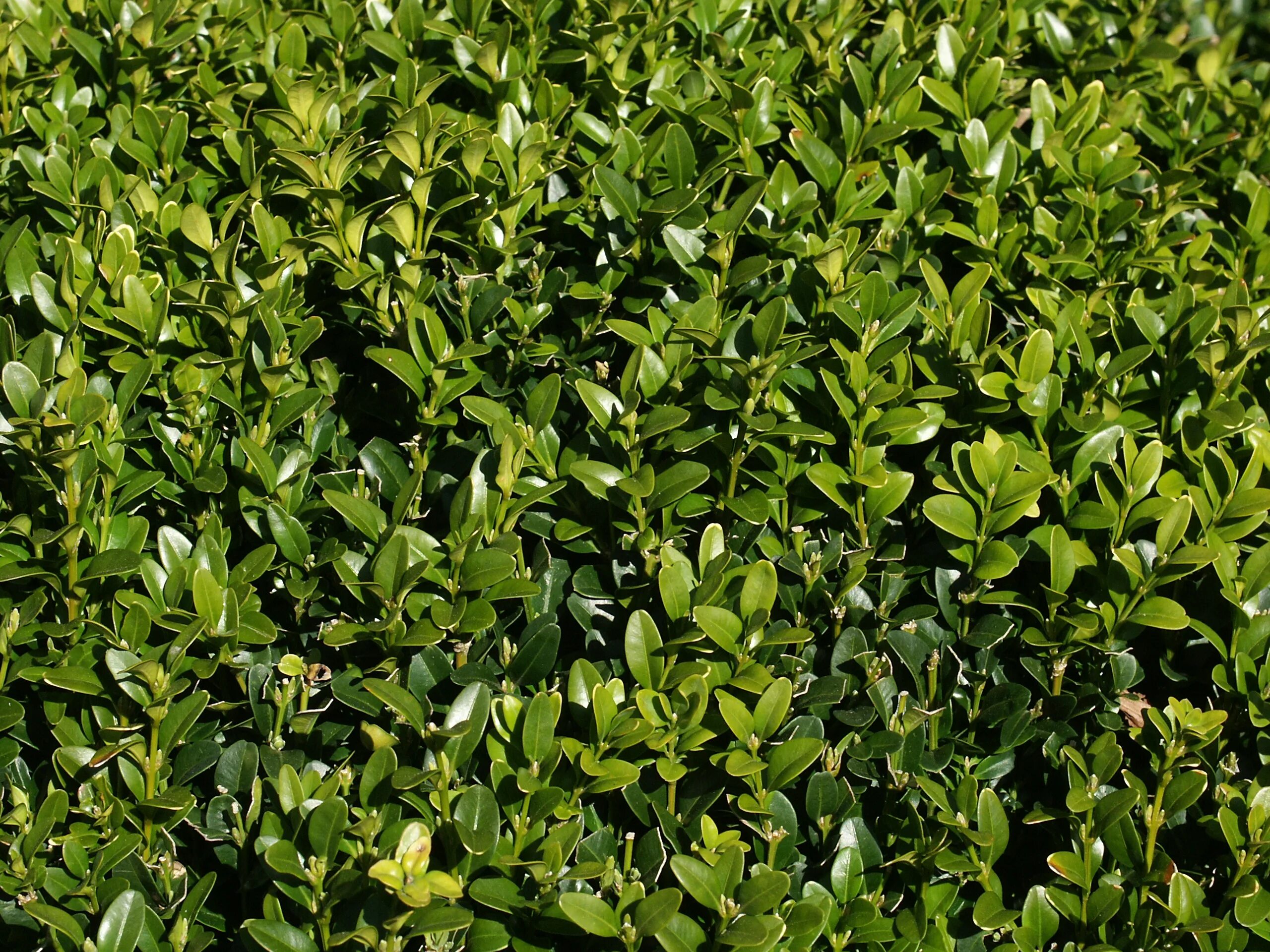 Вечнозеленые декоративные. Самшит Буксус. Buxus sempervirens самшит. Буксус (самшит) куст. Самшит Балеарский Buxus Balearica.