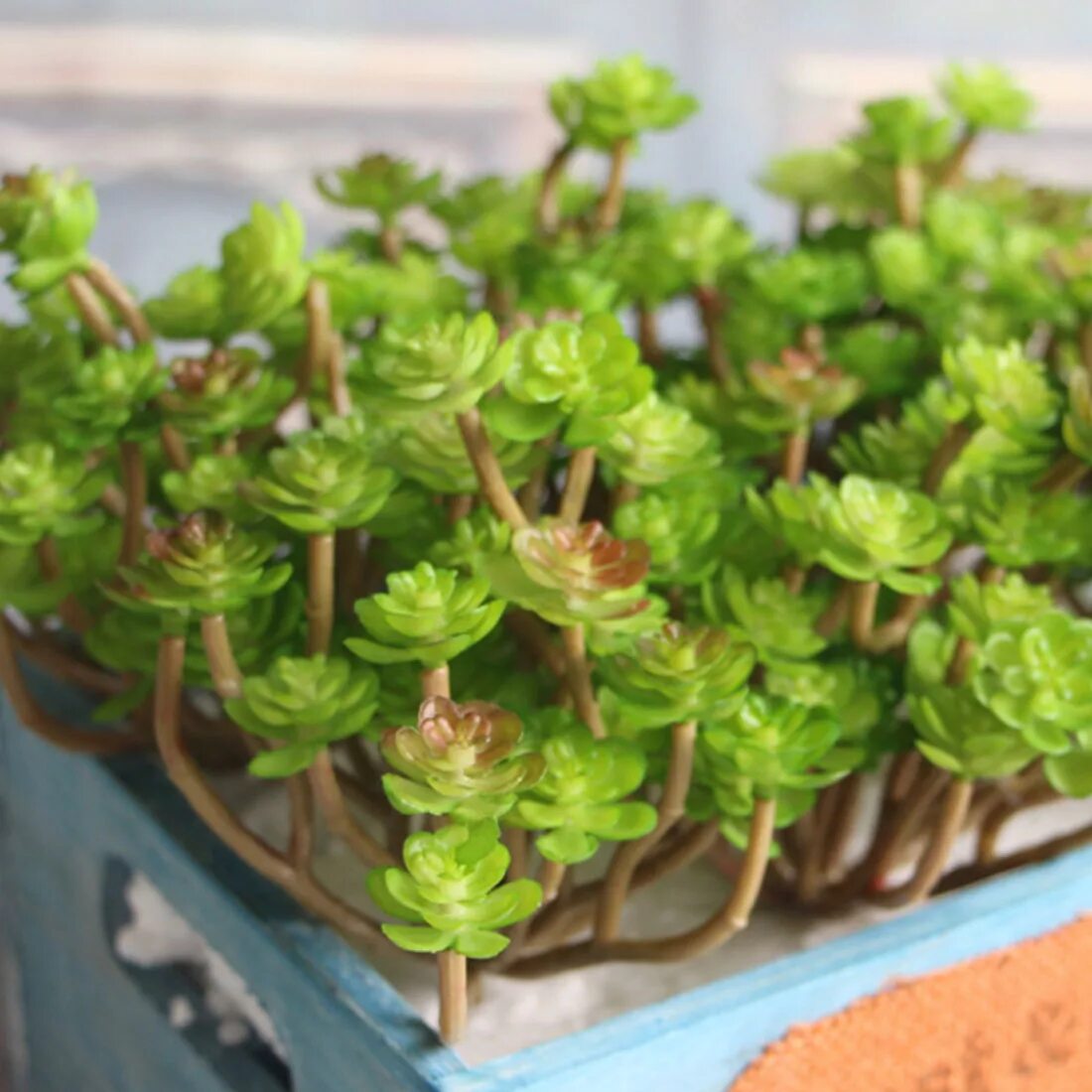 Micro green микрозелень. Micro plant. Микро растения. Микро грин. Micro plant.