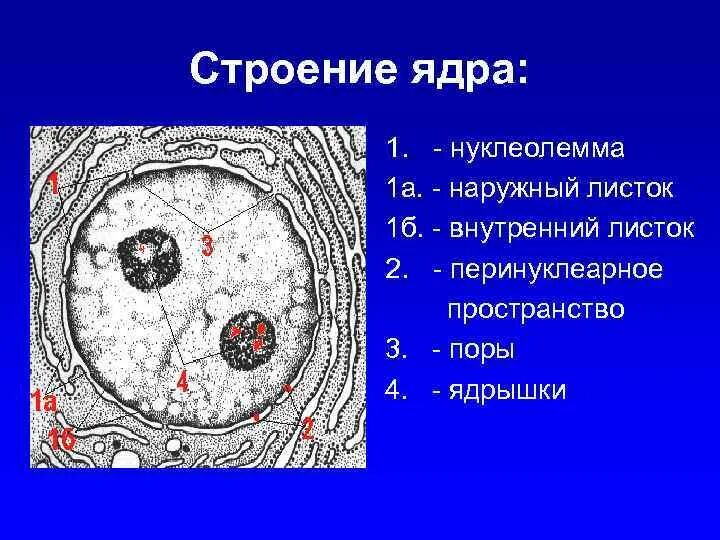 Ультраструктура ядрышка гистология. Строение интерфазного ядра гистология. Строение ядрышка гистология. Строение ядра. Строение ядра типы ядер