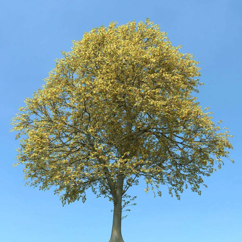 Beech дерево. European Beech Tree. Американский бук. Медный бук дерево