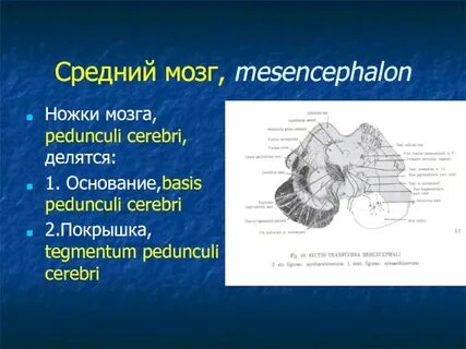 Ножки среднего мозга