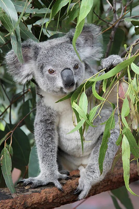 Лоун Пайн коала Брисбен. Коала парк в Австралии. Lone Pine Koala Sanctuary. Коала Болотная.