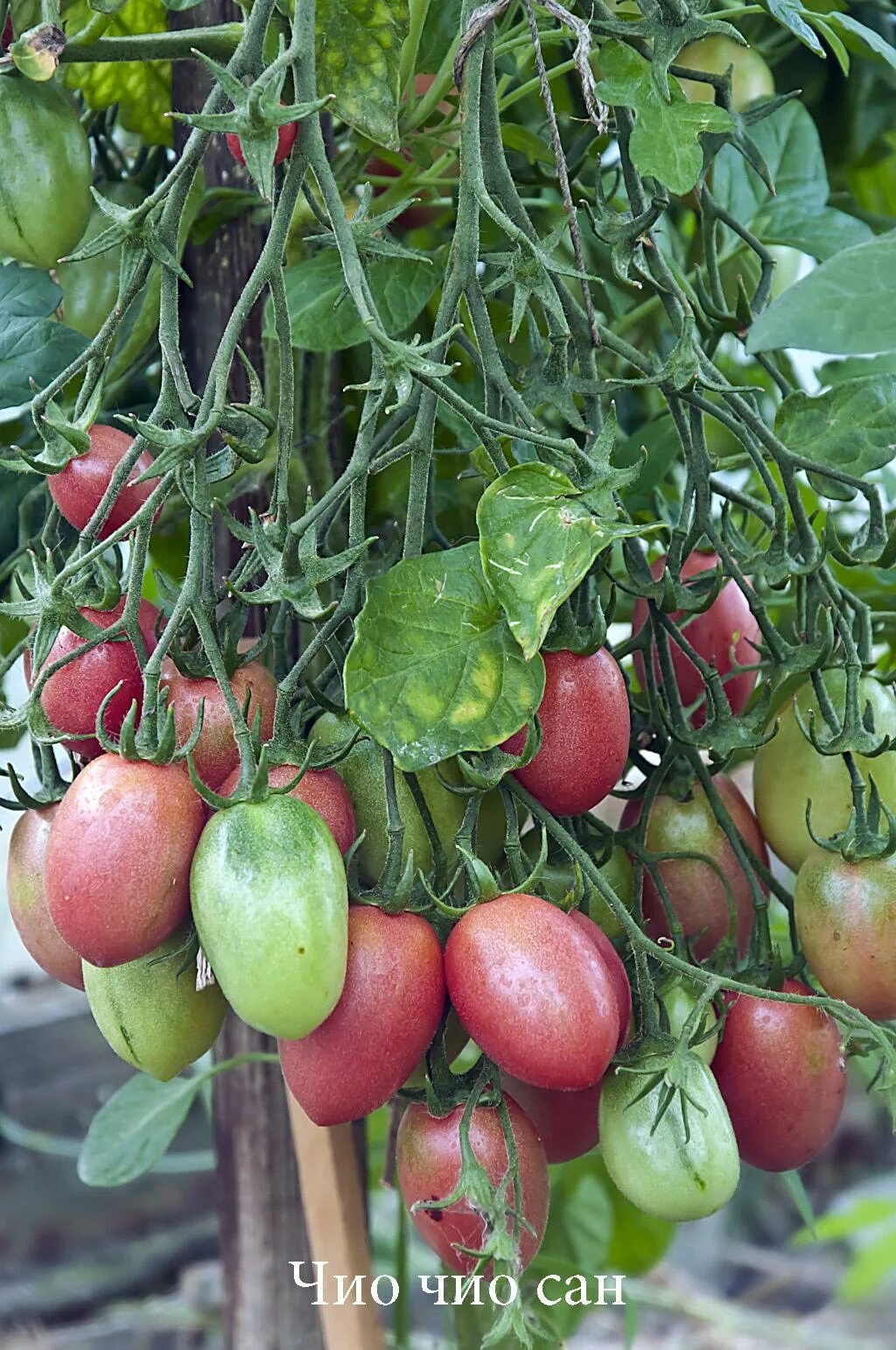 помидор апрель