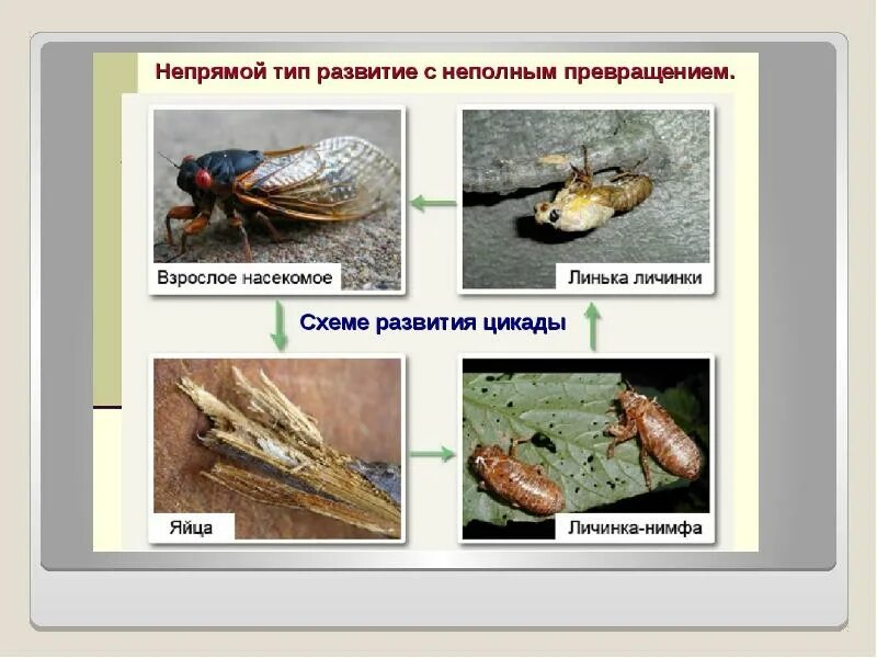 Цикада является многозначным словом. Стадии развития цикады схема. цикады развитие с неполным превращением. непрямое с неполным прнвращение. цикада неполное превращение.
