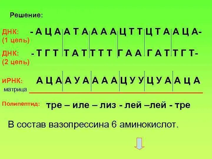 Матрицей является цепь днк. Первая цепь ДНК. 1 Цепь ДНК 2 цепь ДНК. А Т Г Ц В ДНК. ДНК цепочка а т г ц.