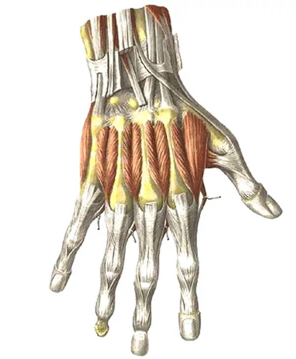 Мышцы кисти тыльная поверхность. Мышцы ладонной поверхности кисти анатомия. Тыльные межкостные мышцы кисти. Мышцы кисти тыльная поверхность анатомия. Поверхность запястья