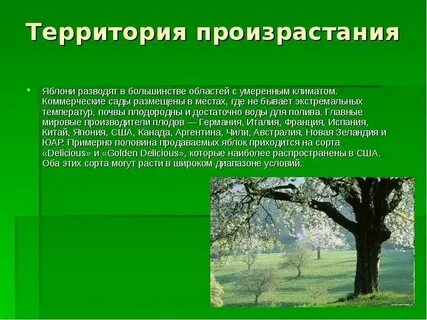 Класс яблони биология