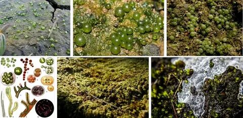 Сине зеленые водоросли в почве
