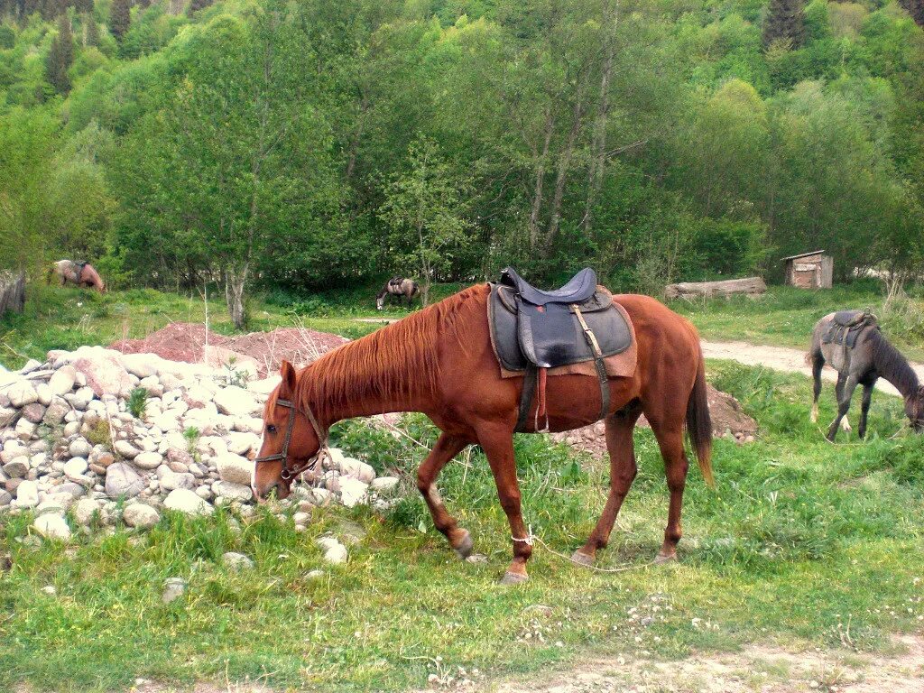 Конные прогулки адлер