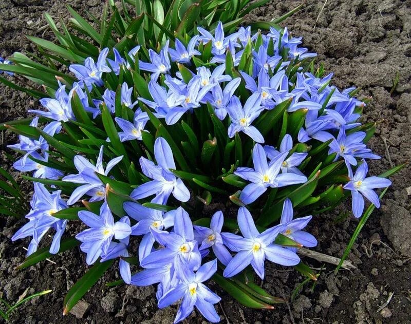 Синие ранние цветы название. Хионодокса luciliae. Первоцветы хионодокса. Луковичные первоцветы хионодокса. Хионодокса forbesii.