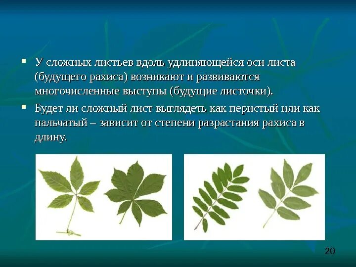 Часто имеют сильно рассеченные и линейные листья. Пальчатоперистосложные листья. Тройчатосложный черешковый лист. Рахис тройчато-сложного листа. Тройчатые пальчатые и перистые листья.