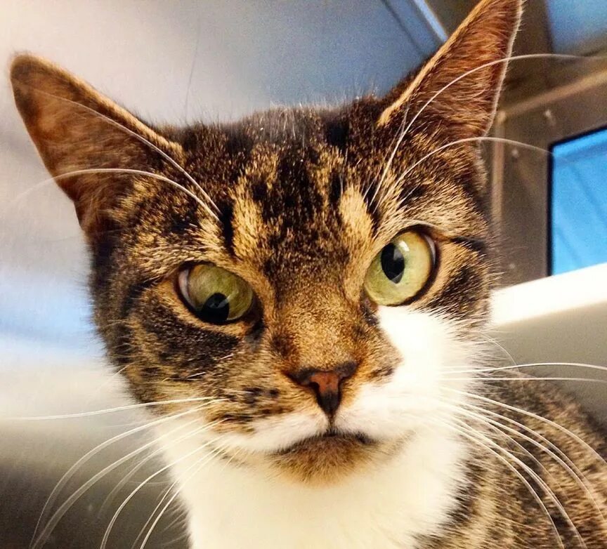 Косой кот. Косые кошки. кошка с косыми глазами. котик с косоглазием. косоглазие у кошек.