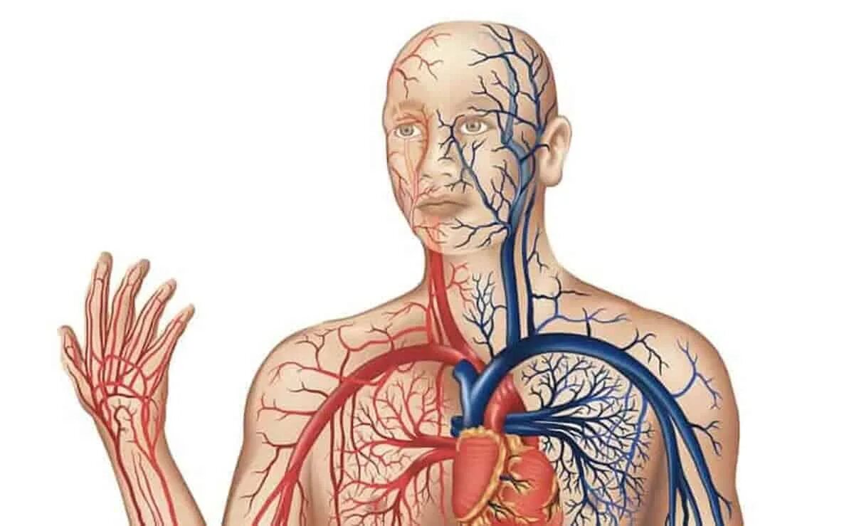 Проблемы с сосудами врач