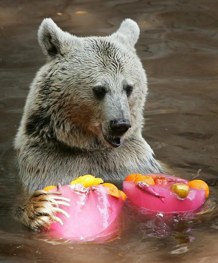 Treats animals. Медведь жара. Животные с мороженым. Звери и мороженое. Горячий медведь.