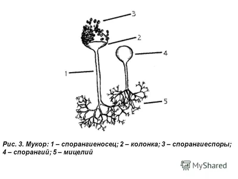 Мукор 2 головня. Мукор паразитический гриб. Ризопус нигриканс спороносцы. Плесневые грибы рода mucor. Строение спорангия мукора.