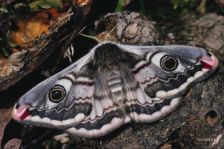 Giant moths as big as your hand are heading to the UK from Europe: - YouTube