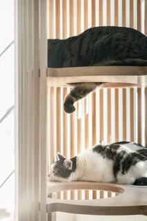 Оригинальные коты
