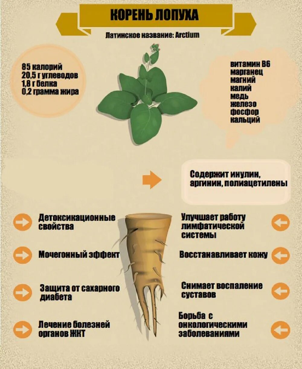 Напиться корень. Лечебные свойства корня лопуха. Корень лопуха полезные. Корень лопуха для чего полезно. Корень лопуха полезные свойства.