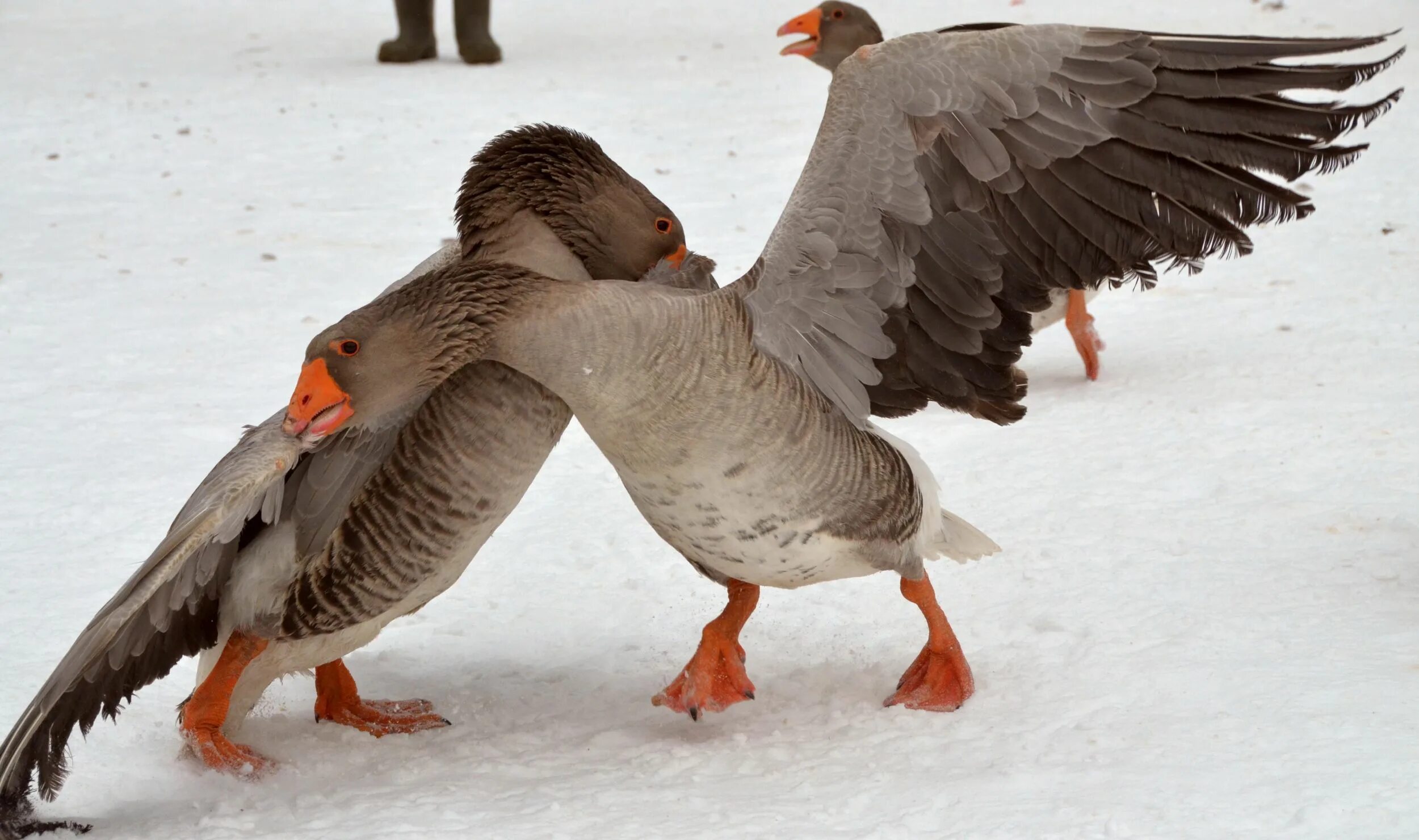 Тульский бойцовский гусь. Бойцовские гуси. Тульский бойцовский гусь. Бойцовские гуси. Гуси бой тульские бойцовые.