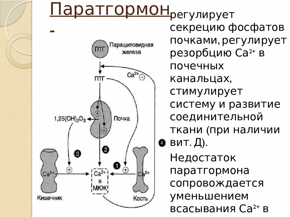Паратирин гормон функции. Паратгормон что это симптомы. Паратгормон что это симптомы. Паратгормон что это симптомы. Паращитовидная железа схема гормоны.