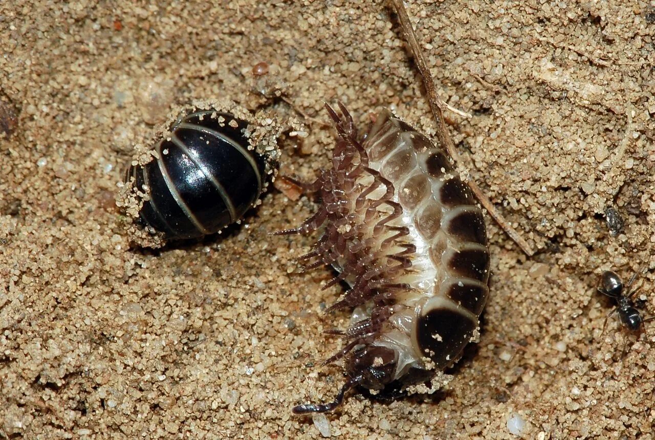 Мокрицы вред для человека. Glomeris marginata. Жук мокрица броненосец. Многоножка ГЛОМЕРИС. Мокрица-броненосец обыкновенная.