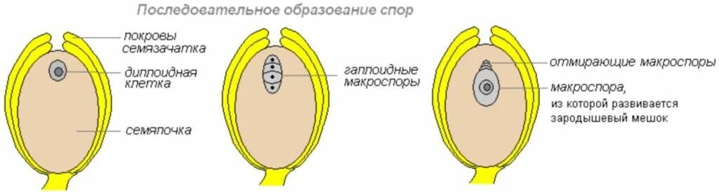 Строение зародышевого мешка покрытосеменных растений. Строение семязачатки. Зародышевый мешок голосеменных растений. Строение семязачатка покрытосеменных. Макроспора образуется в результате