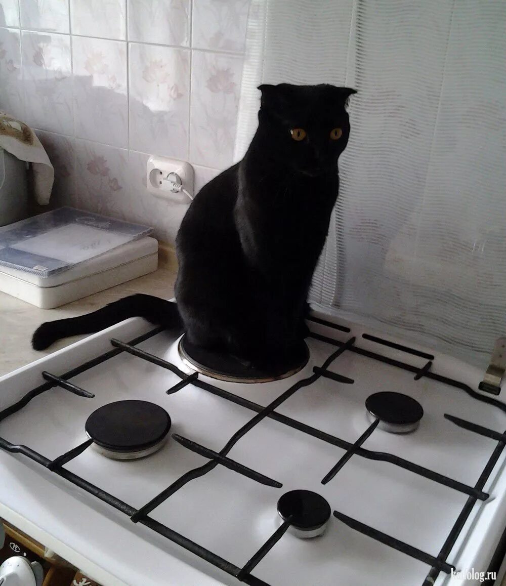 Кот на плите. Кот сидит на плите. Чайник в виде черного кота для газовой плиты. Черный кот на плите.