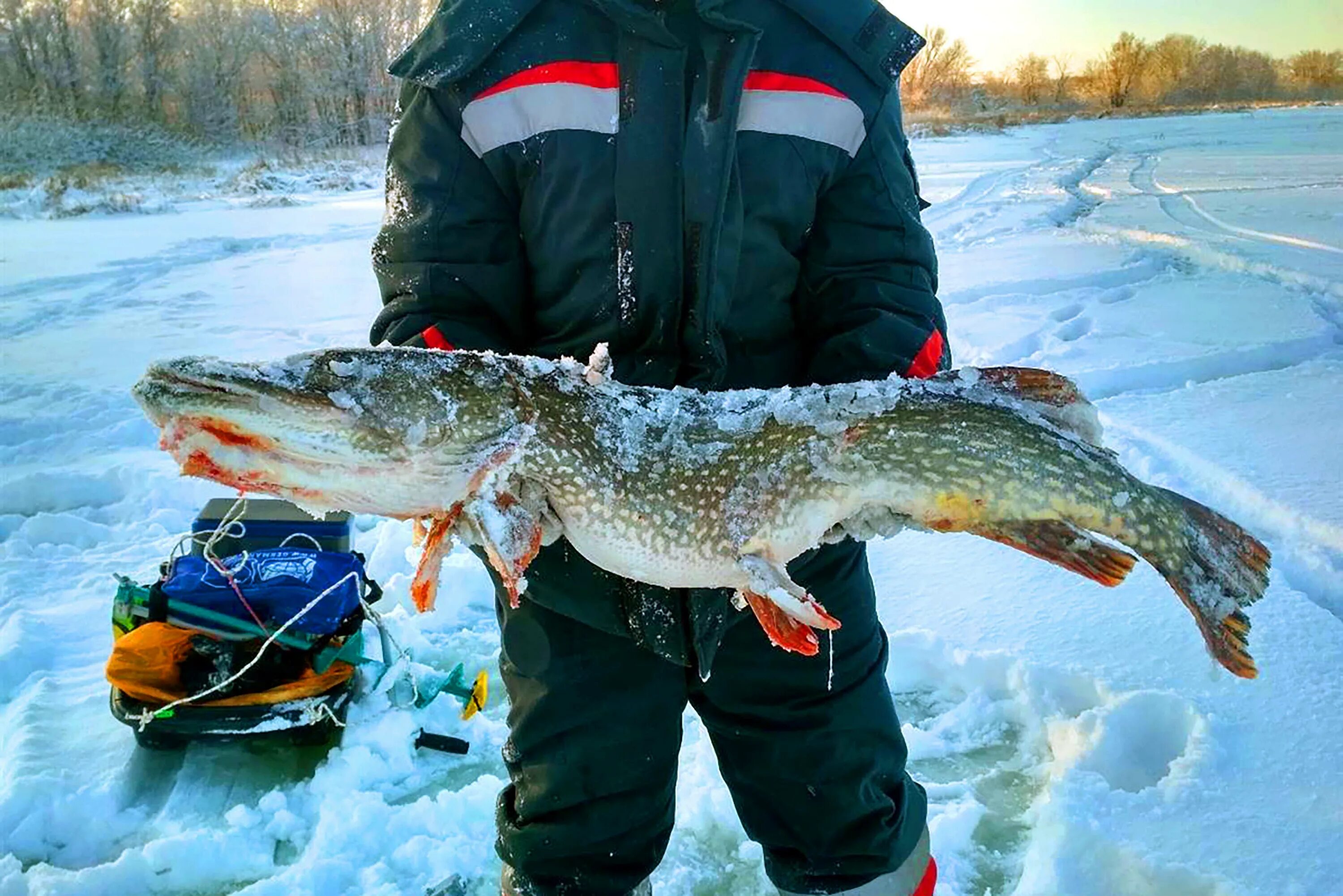 Щука зимой. Зимняя рыбалка на щуку. Щука на льду. Крупная щука на льду.