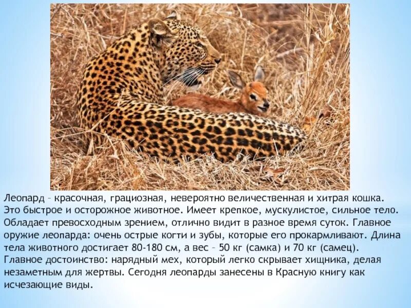 Леопард занесен в красную книгу. Редкие животные приморского края. Красная книга дальневосточный леопард красная книга. Дальневосточный леопард красная книга россии краткое описание. Красная книга дальневосточный леопард красная книга россии.