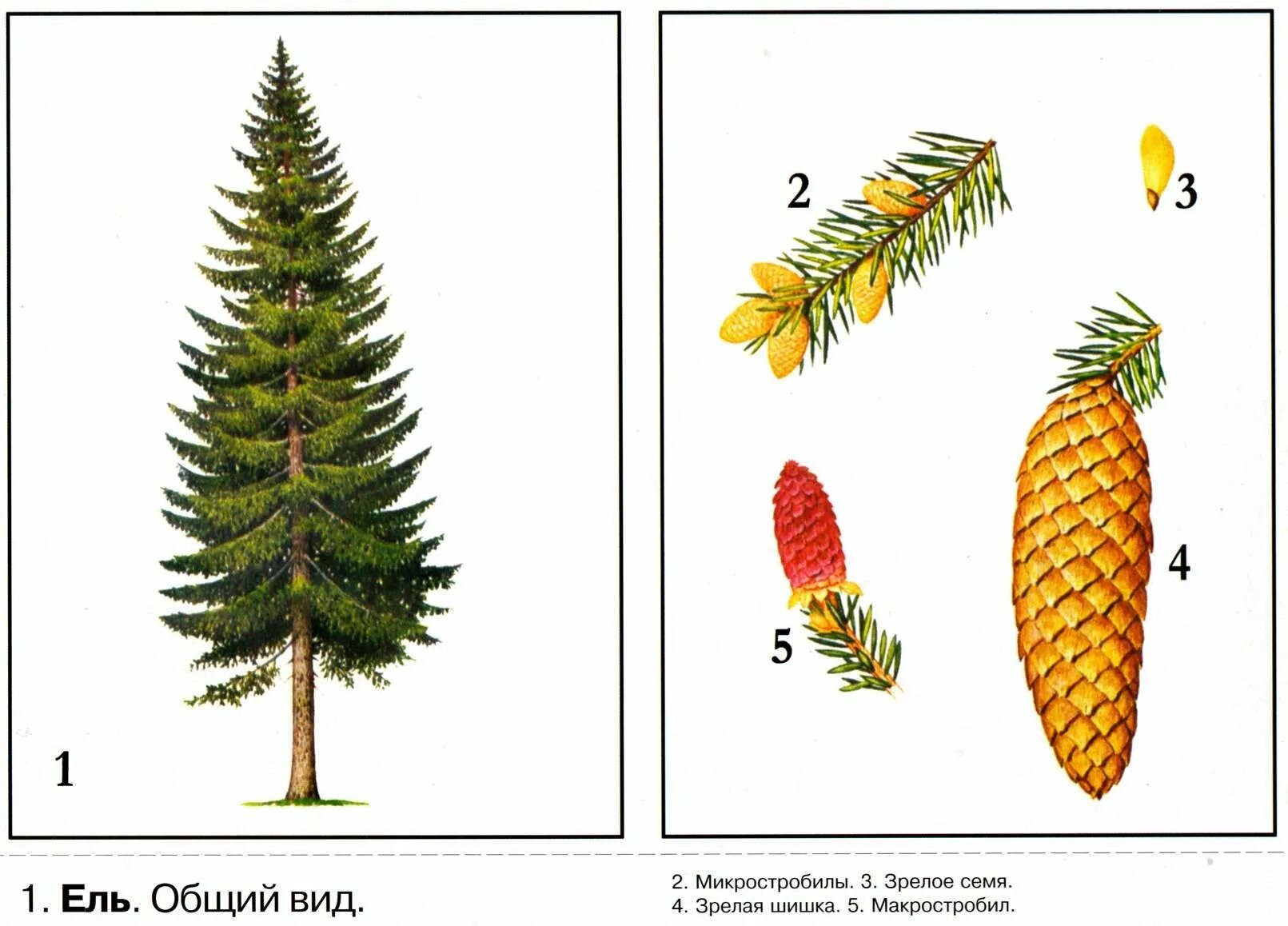 Картинка ели рисунок. Ель обыкновенная строение. Пихта Сибирская семенные чешуи. Ель обыкновенная шишка строение. Ель обыкновенная строение хвоинок.