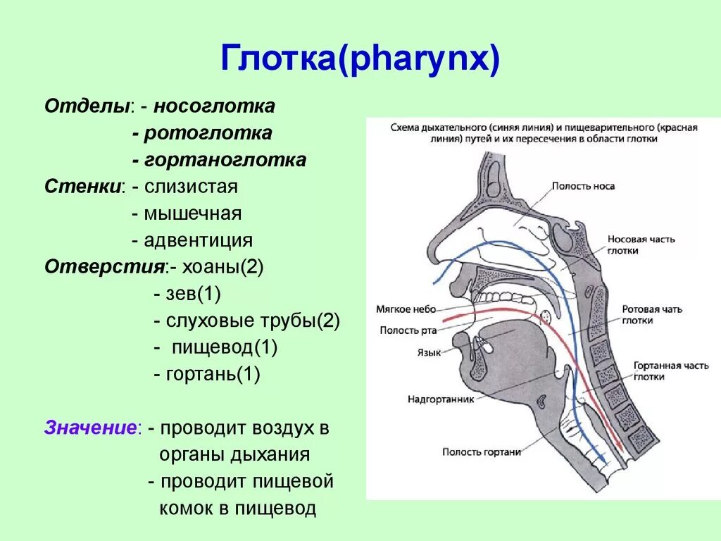 Глотка схема. Глотка отделы строение функции. Строение стенки гортани отделы. Строение стенки глотки анатомия. Схема строения носоглотки.