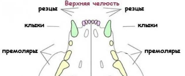 В каком возрасте у котят выпадают зубы. Схема зубов кошки. зубы у кошки схема.