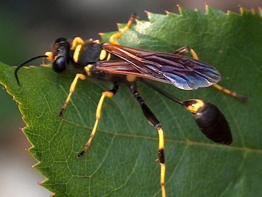 Большое насекомое похожее. Оса Sceliphron caementarium. Муха Шершень. Шершень кавказский. Шершень Краснодарский.