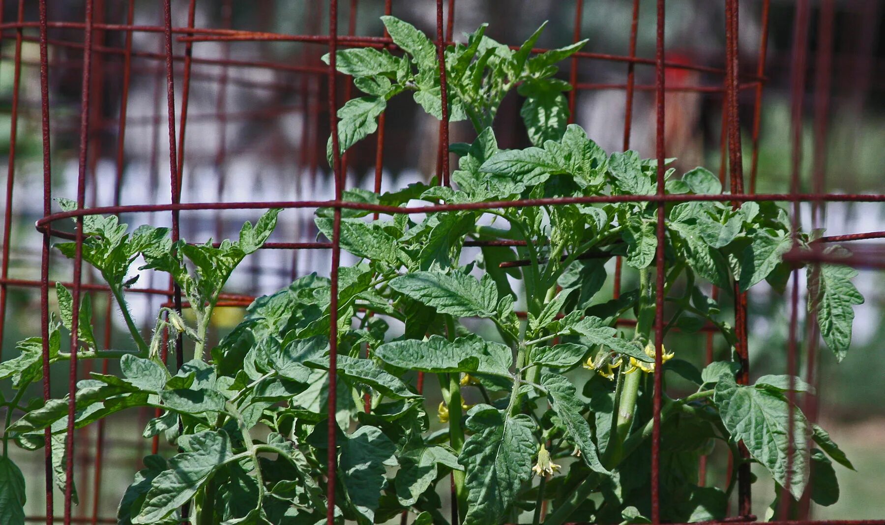 TYLCV вирус томата. Tomato Yellow Leaf Curl virus. Помидорные листья. Томаты с необычными листьями. Tomato leaves