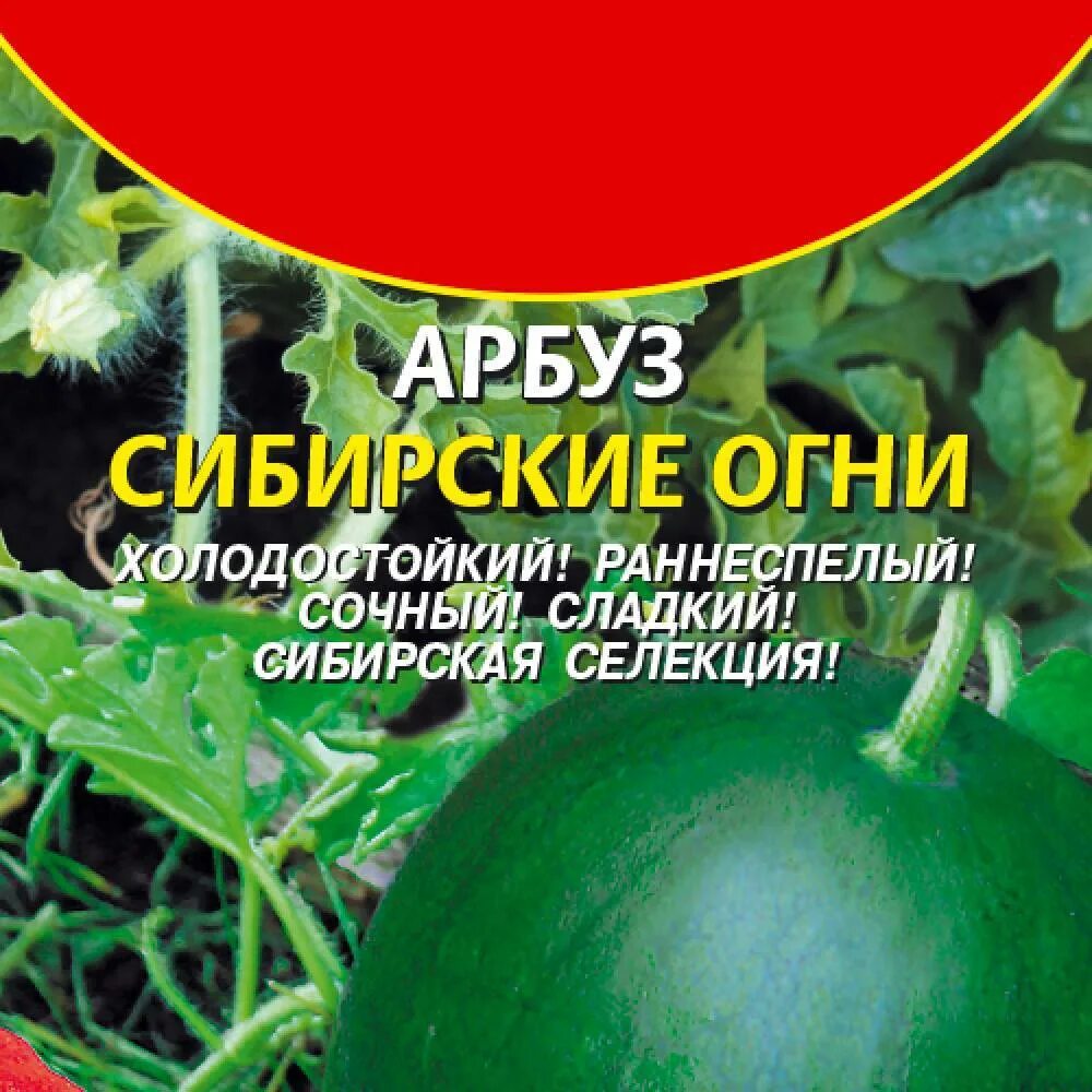 Арбуз сибирские огни отзывы. Уральский скороспел арбуз. Арбуз сорт сибирские огни. Сорт сибирские огни. Сибирские огни арбуз описание.