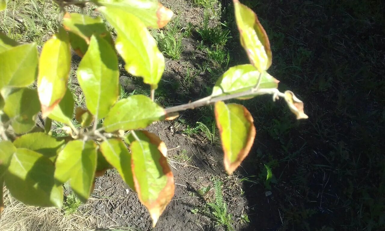 Листья молодой яблони. Листья груши коричневеют. Сморщенные листья у яблони. Сохнут листья на яблоне. Сохнет лист молодой яблони.