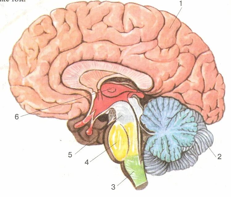 Структуры головного мозга биология 8 класс. Рис 80 структуры головного мозга. Строение головного мозга 8 класс биология Пасечник. Головной мозг человека 8 класс биология. Мозг без подписей