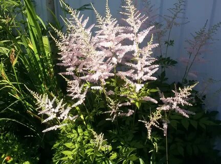 Willow astilbe ts
