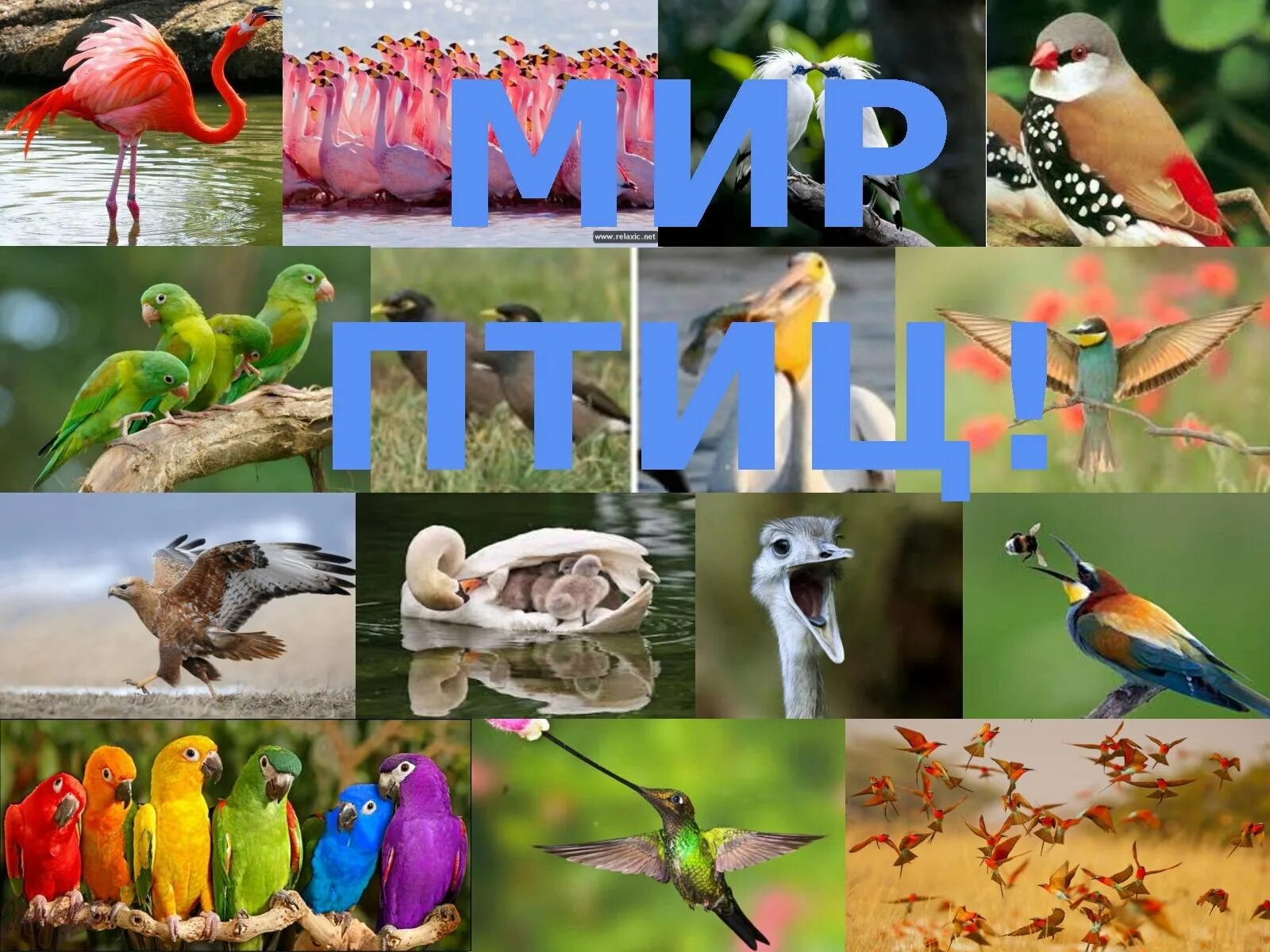Сайт мир птиц. Мир птиц. надпись мир птиц. мир птиц для детей.